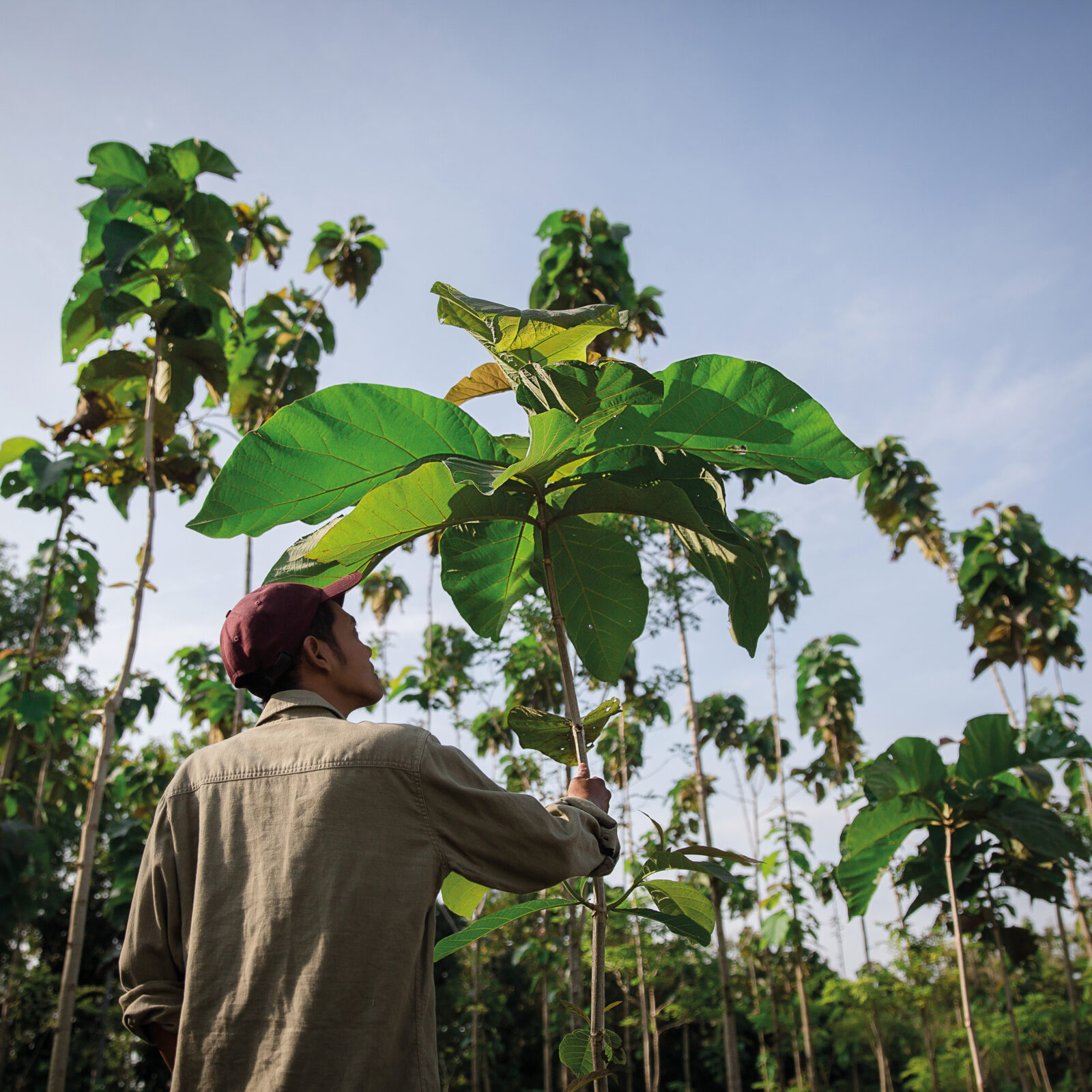 Mann mit Mütze hält Palme in der Hand. Im Hintergrund sind weitere Palmen und blauer Himmel zu sehen