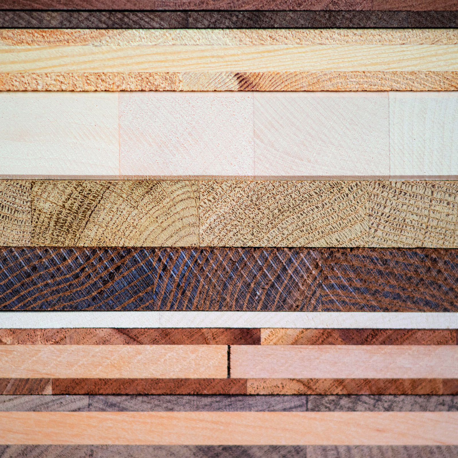 Querschnitt von verschiedenen Holzarten